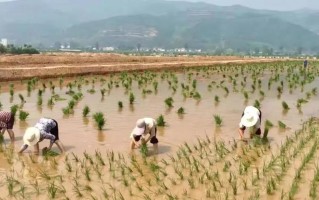  沃土工程,旧金山的黄金现在挖完了吗？